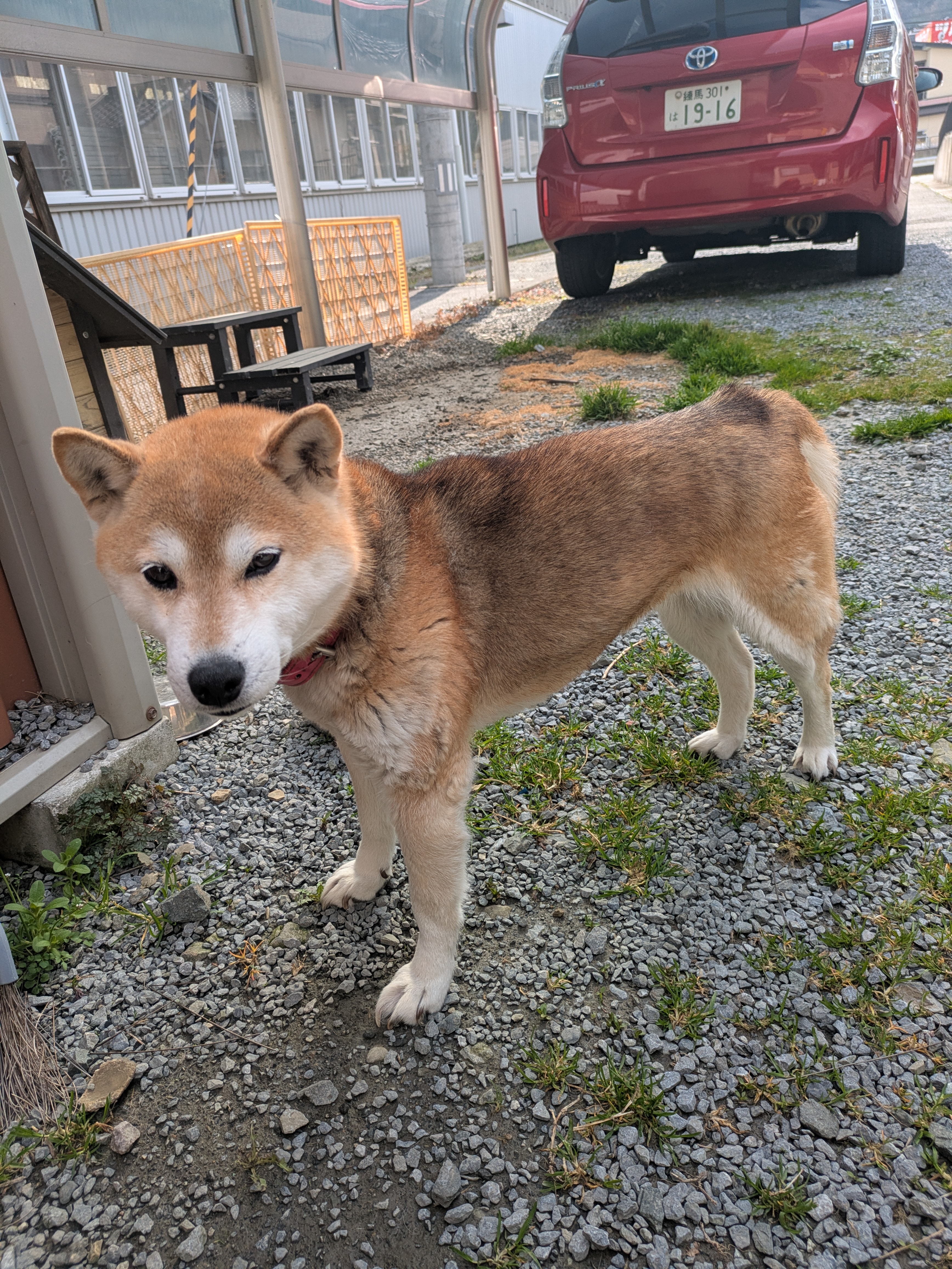 柴犬